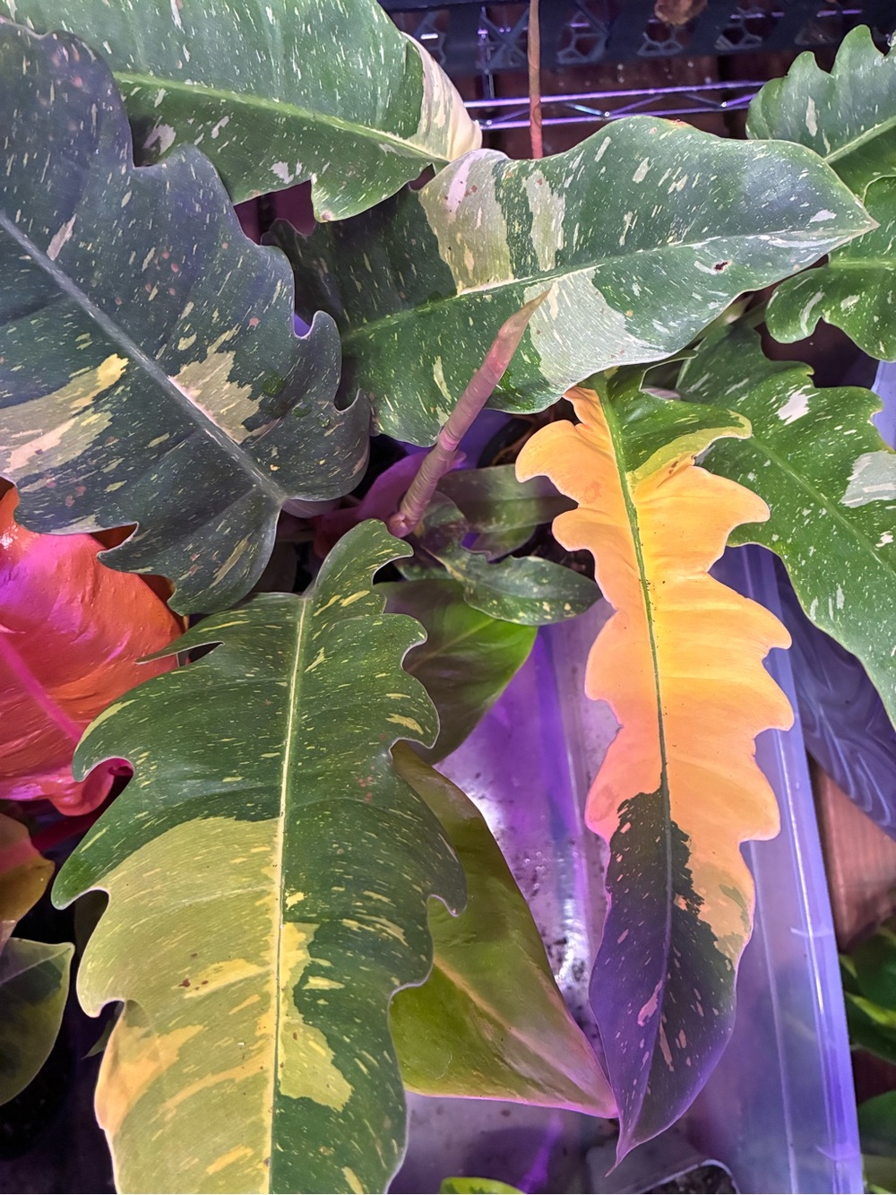 Variegated Philodendron Ring of Fire 4” pot with Green and Yellow-Orange Leaves